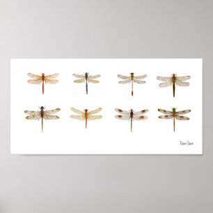 8 Dragonfly-soorten Poster
