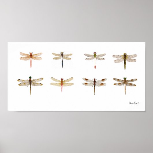 8 Dragonfly-soorten Poster (Voorkant)