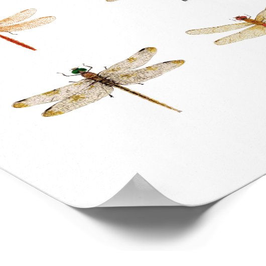 8 Dragonfly-soorten Poster (Hoek)