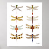 8 Dragonfly-Waterverven Poster (Voorkant)