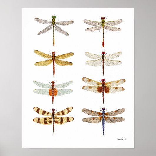 8 Dragonfly-Waterverven Poster (Voorkant)