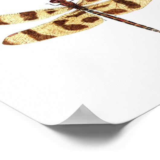 8 Dragonfly-Waterverven Poster (Hoek)