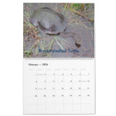 8 maanden Australische kalender voor zoetwaterschi (Feb 2026)