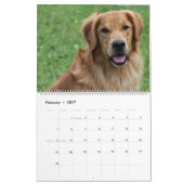8 Mile Golden Retriever Caledar 2015 Kalender (Feb 2027)