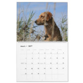 8 Mile Golden Retriever Caledar 2015 Kalender (Mar 2027)