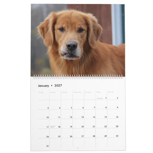 8 Mile Golden Retriever Caledar 2015 Kalender (Jan 2027)