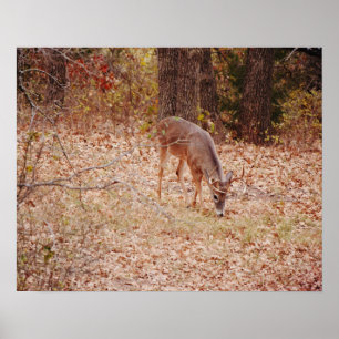 8-punts Wild Deer Buck Fotografische Kunst Afdrukk Poster