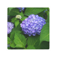 8"x8" Lavendel Hydrangea