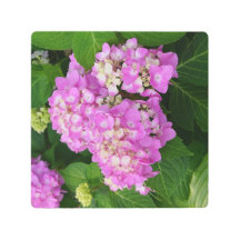 8"x8" Roze Hortensia
