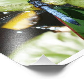 8 x 10 Dragonfly met blauw lichaam en schaduw Foto Afdruk (Hoek)