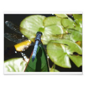 8 x 10 Dragonfly met blauw lichaam en schaduw Foto Afdruk (Voorkant)