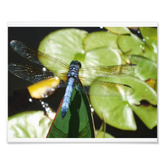 8 x 10 Dragonfly met blauw lichaam en schaduw Foto Afdruk