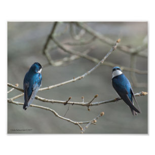 8x10 A Paar met boomscheuren Foto Afdruk