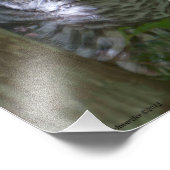 8x10 Baby Barred Owlet Foto Afdruk (Hoek)