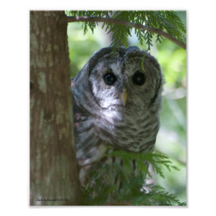 8x10 Baby Barred Owlet Foto Afdruk