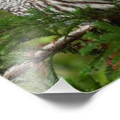 8x10 Barred Owl Foto Afdruk (Hoek)