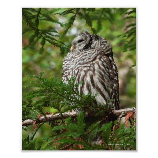 8x10 Barred Owl Foto Afdruk (Voorkant)