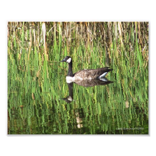 8x10 Canadese Goose Reflection Foto Afdruk (Voorkant)