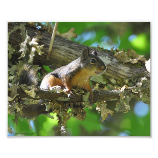 8x10 Douglas Squirrel in een Mapleboom Foto Afdruk (Voorkant)