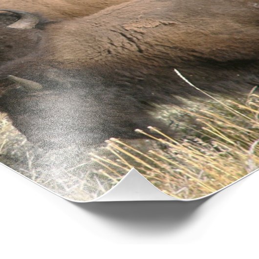 8x10 foto van buffel foto afdruk (Hoek)