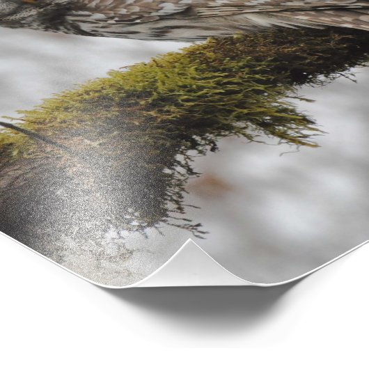 8x10 gerooide boomkorren in Big Leaf Maple Tree Foto Afdruk (Hoek)