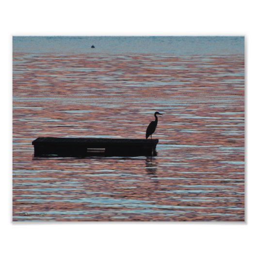 8x10 Great Blue Heron Silouhette Foto Afdruk (Voorkant)