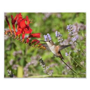 8x10 Hummingbird Lovers Delight Foto Afdruk