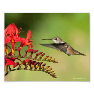 8x10 Hummingbird Lovers Delight Foto Afdruk