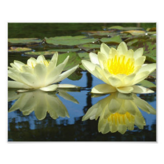 8x10 Mellow Yellow Foto Afdruk