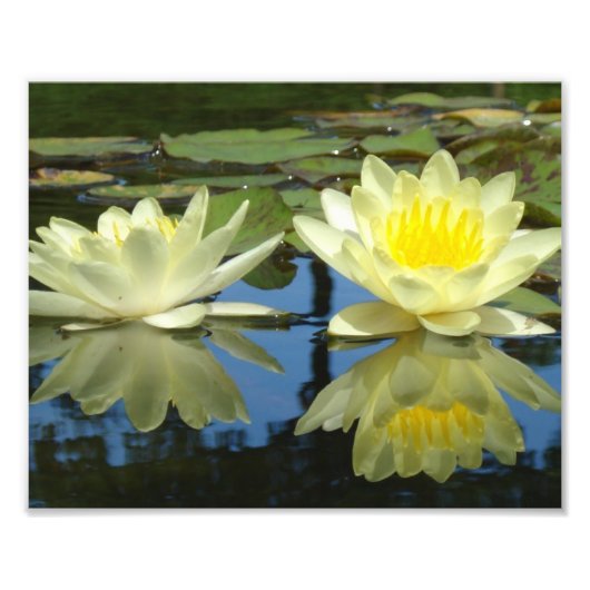 8x10 Mellow Yellow Foto Afdruk (Voorkant)