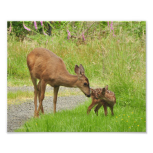 8x10 Momma Deer houdt van haar Baby Foto Afdruk