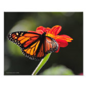 8x10 Monarch Butterfly Foto Afdruk (Voorkant)