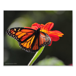 8x10 Monarch Butterfly Foto Afdruk