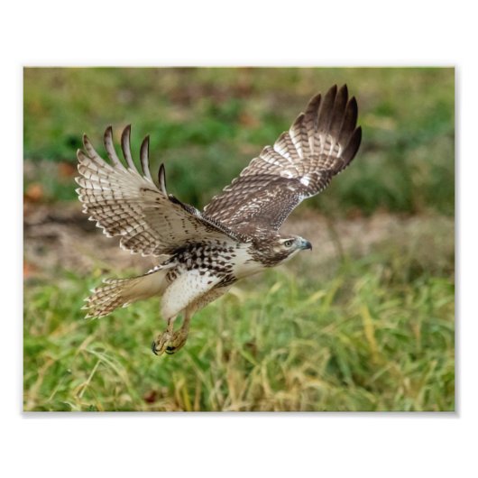 8x10 onvolgroeide Red Tailed Hawk Foto Afdruk (Voorkant)
