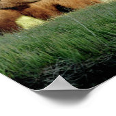 8x10 Poster papier (Matte) met grizzly beer cubs (Hoek)