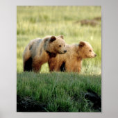 8x10 Poster papier (Matte) met grizzly beer cubs (Voorkant)