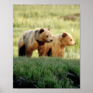 8x10 Poster papier (Matte) met grizzly beer cubs