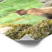 8x10 Poster papier (Matte) met grizzly beer & krab (Hoek)