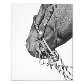 8x10 Print - Colt in the Two-Rein Foto Afdruk