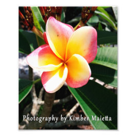 8x10 print- Roze en gele plumeria Foto Afdruk