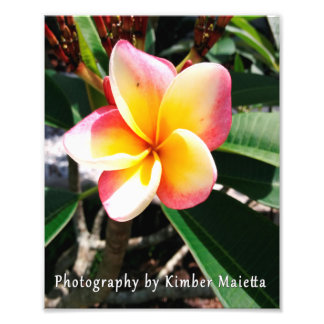 8x10 print- Roze en gele plumeria Foto Afdruk