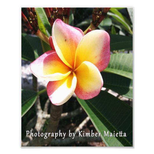 8x10 print- Roze en gele plumeria Foto Afdruk (Voorkant)