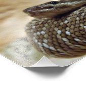 8x10 Rattlesnake Foto Afdruk (Hoek)