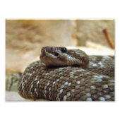 8x10 Rattlesnake Foto Afdruk (Voorkant)