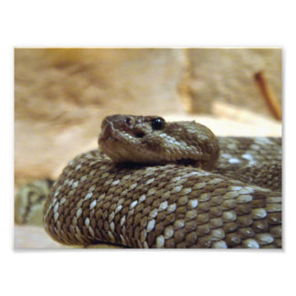 8x10 Rattlesnake Foto Afdruk