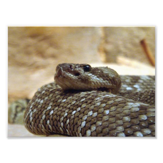8x10 Rattlesnake Foto Afdruk (Voorkant)