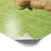 8x10 Satin foto van grizzly beer cub Foto Afdruk (Hoek)