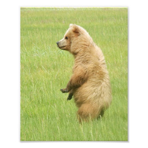8x10 Satin foto van grizzly beer cub Foto Afdruk