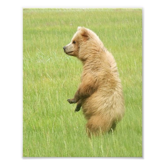 8x10 Satin foto van grizzly beer cub Foto Afdruk (Voorkant)