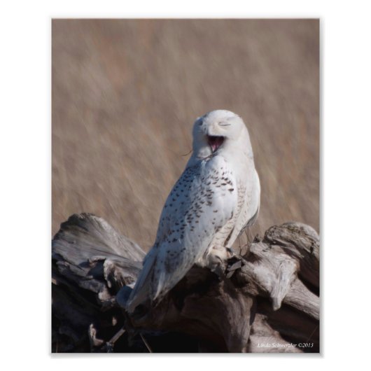 8x10 Snowy Owl Laughs! Foto Afdruk (Voorkant)